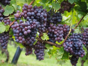 Grape Yield
