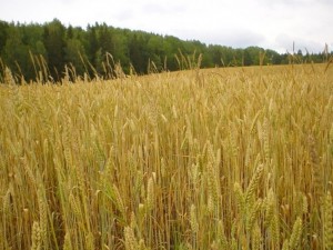 WheatGrowth